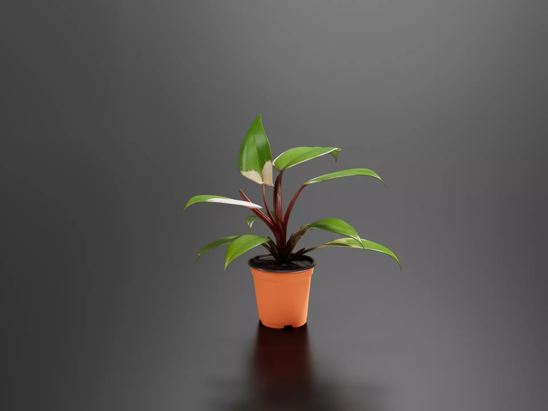 Philodendron White Princess 01 3D print model