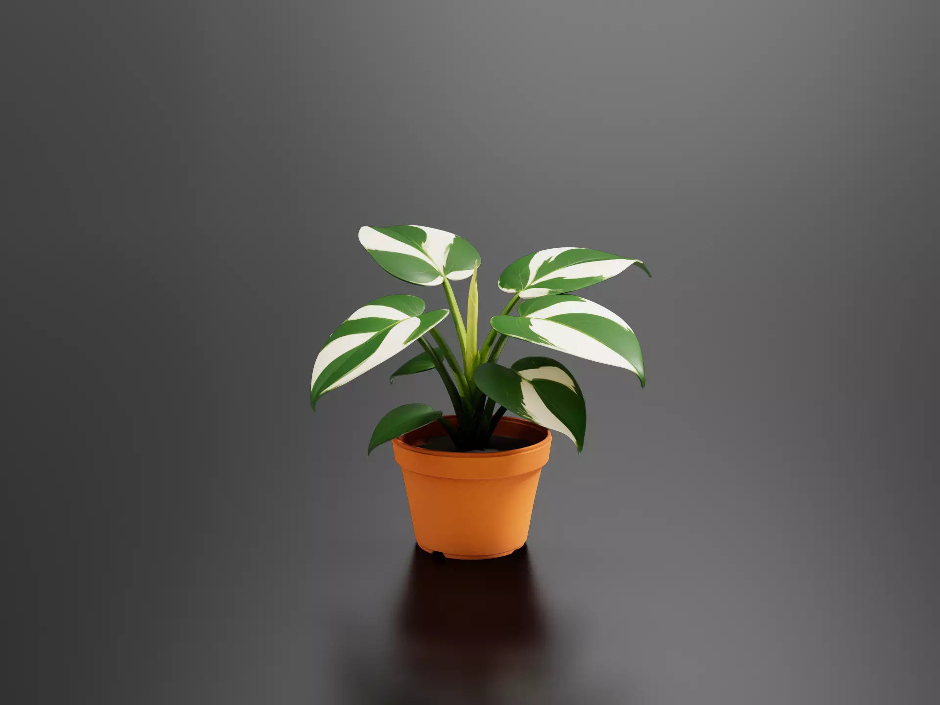 Philodendron White Princess 02 3D print model