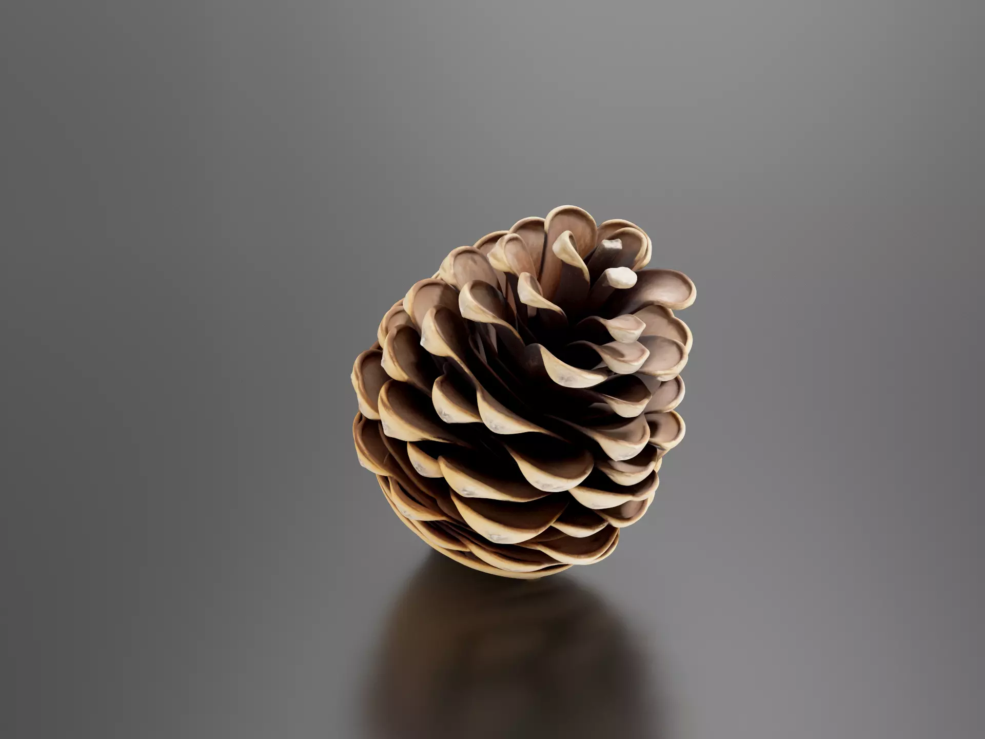 Pine fruit 3D print model