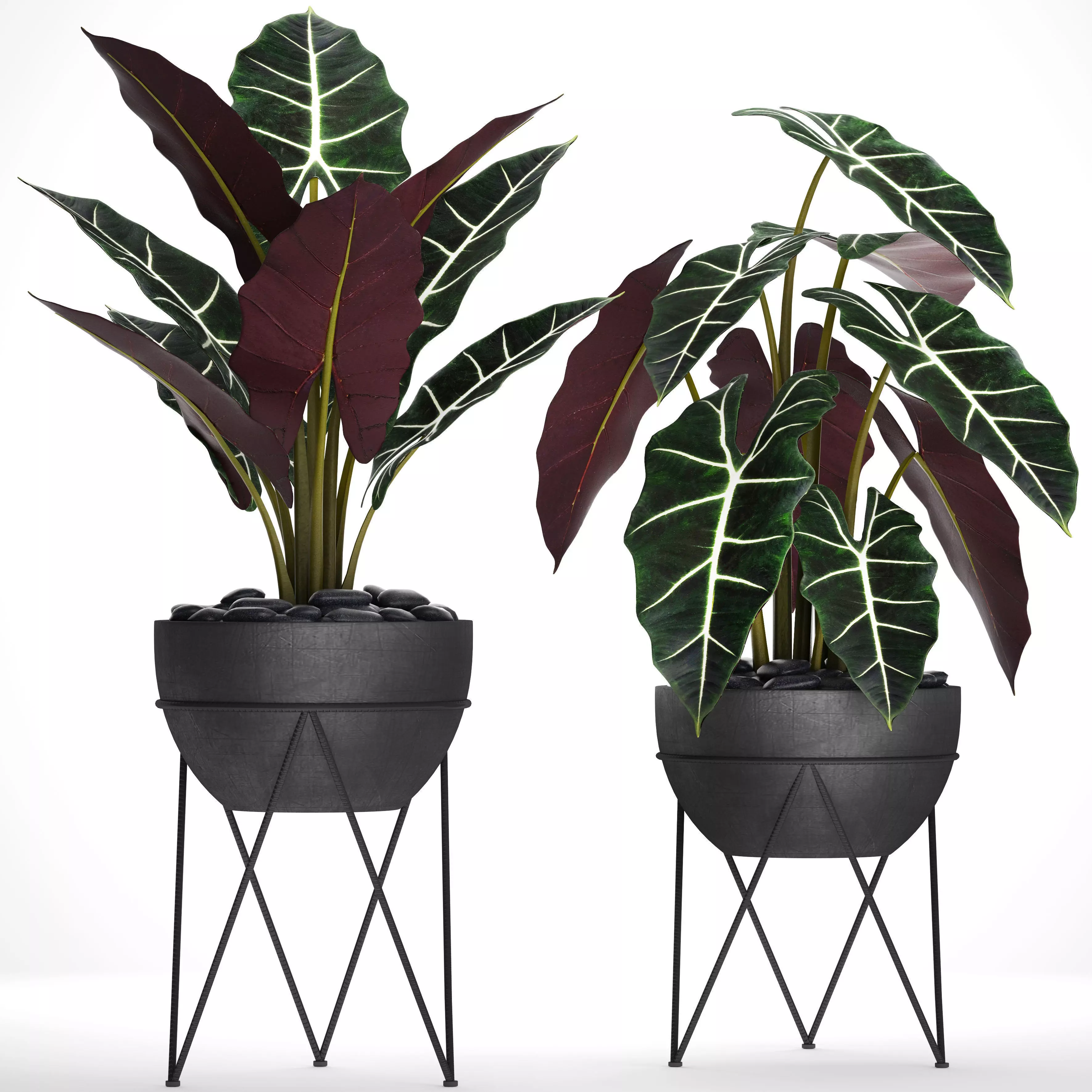 Alocasia plant in pot 3D model_0
