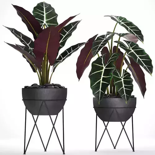 Alocasia plant in pot 3D model