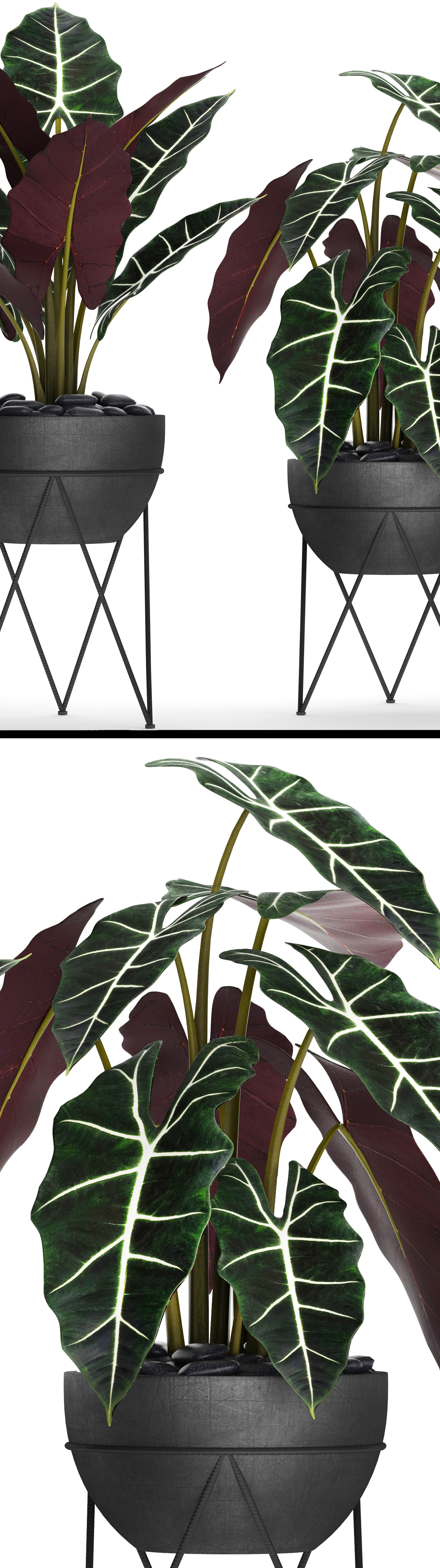 Alocasia plant in pot 3D model_10