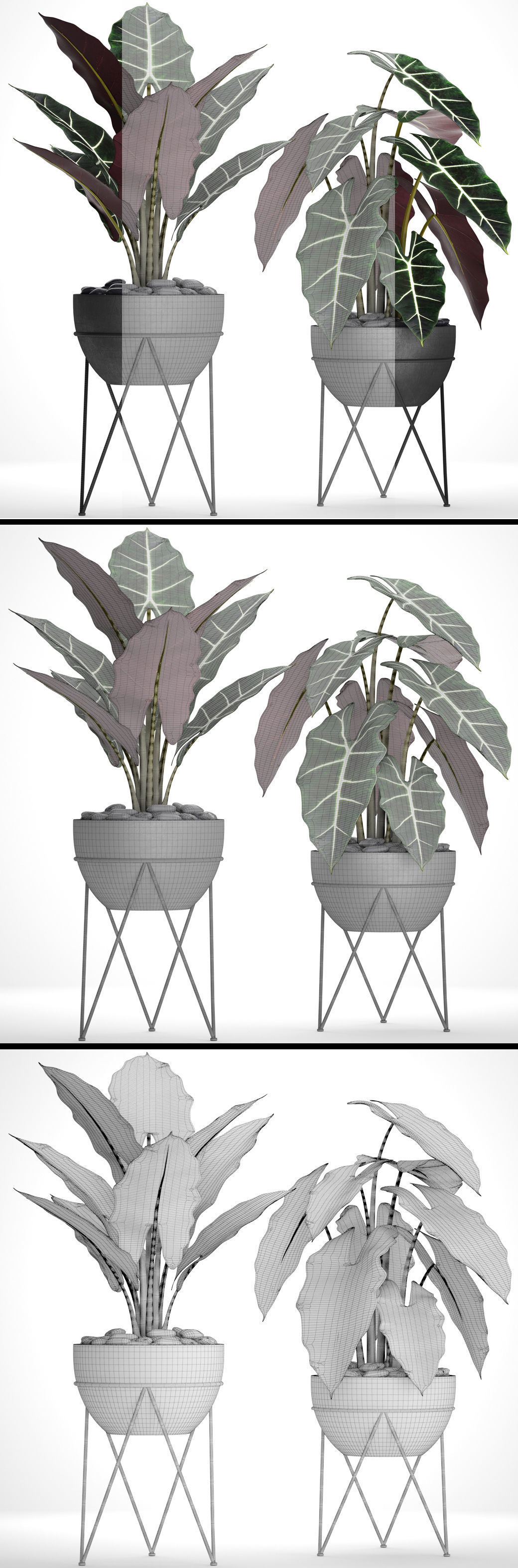Alocasia plant in pot 3D model_4
