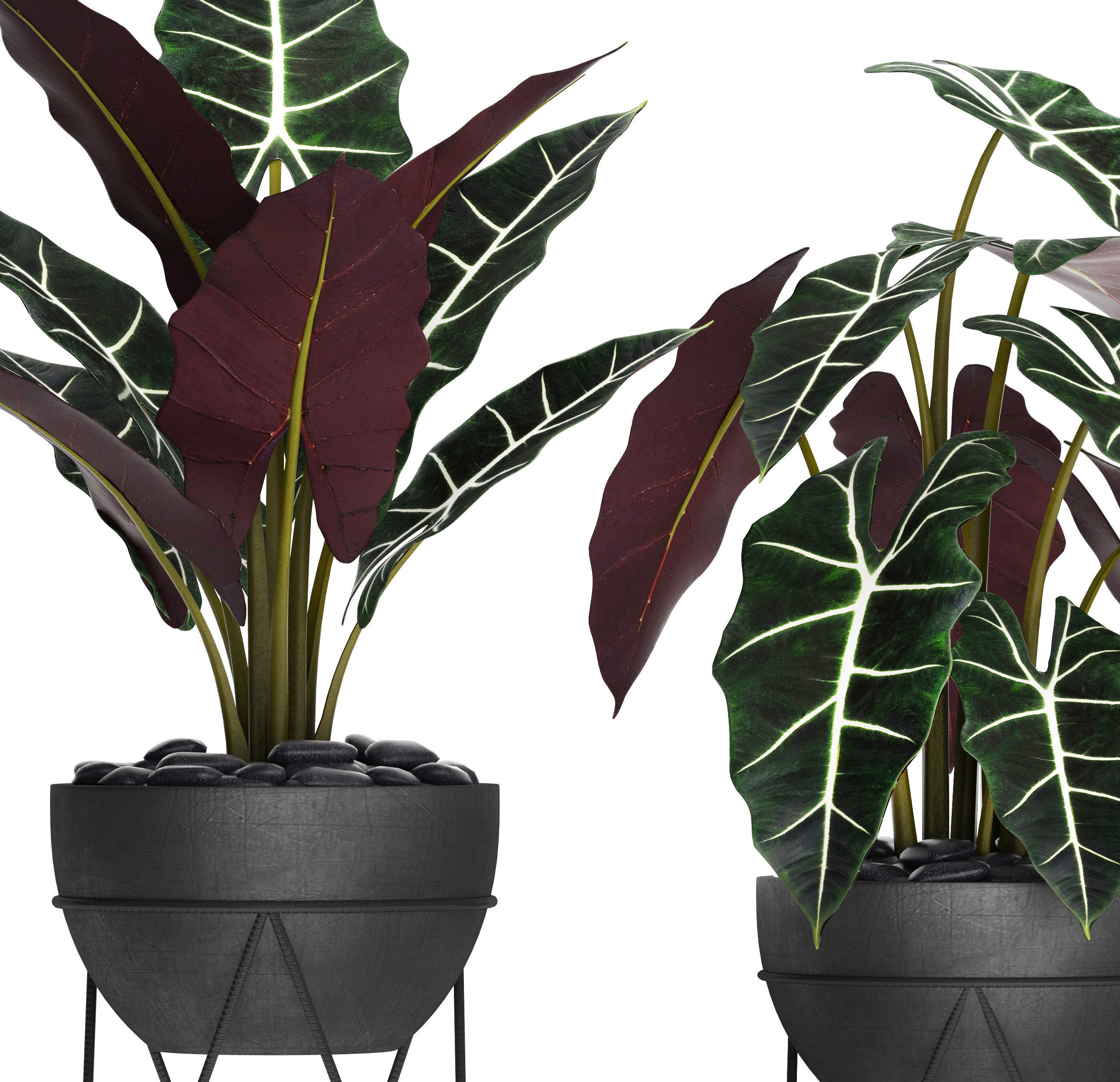 Alocasia plant in pot 3D model_9
