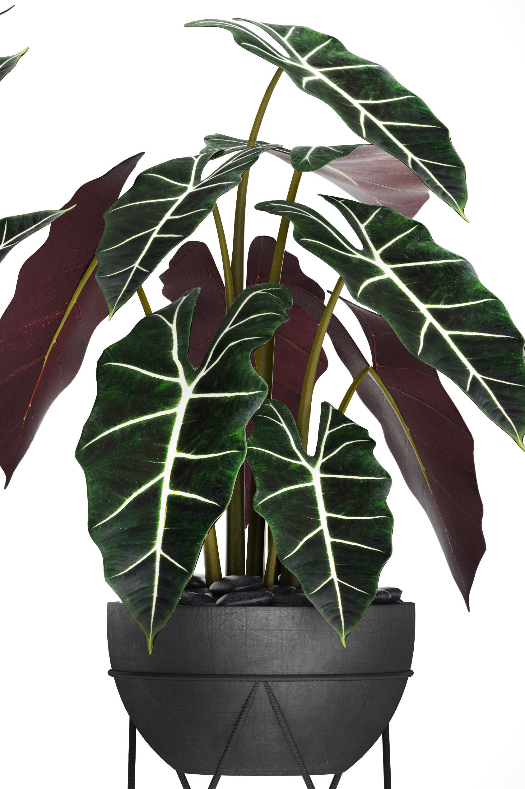 Alocasia plant in pot 3D model_7