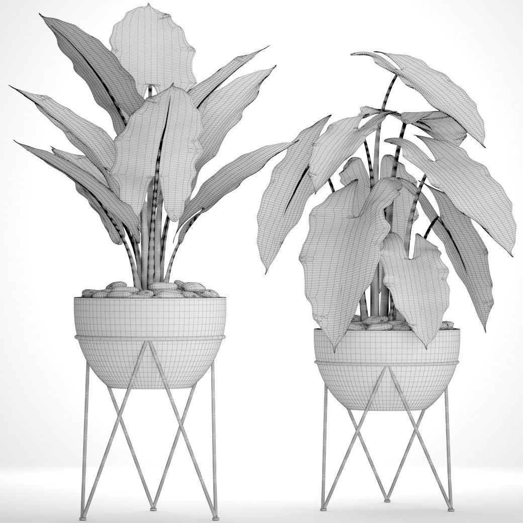 Alocasia plant in pot 3D model_6