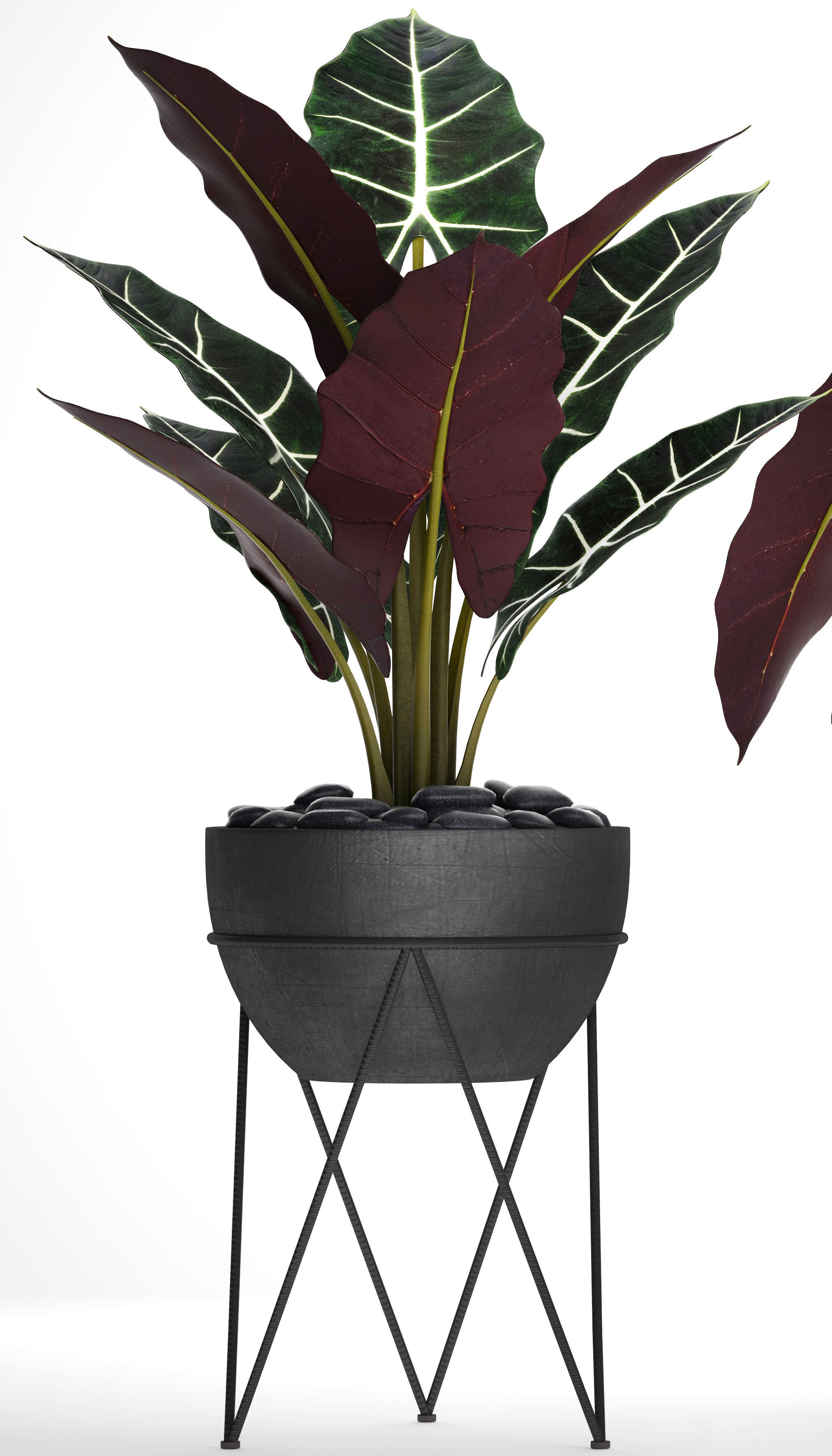 Alocasia plant in pot 3D model_2