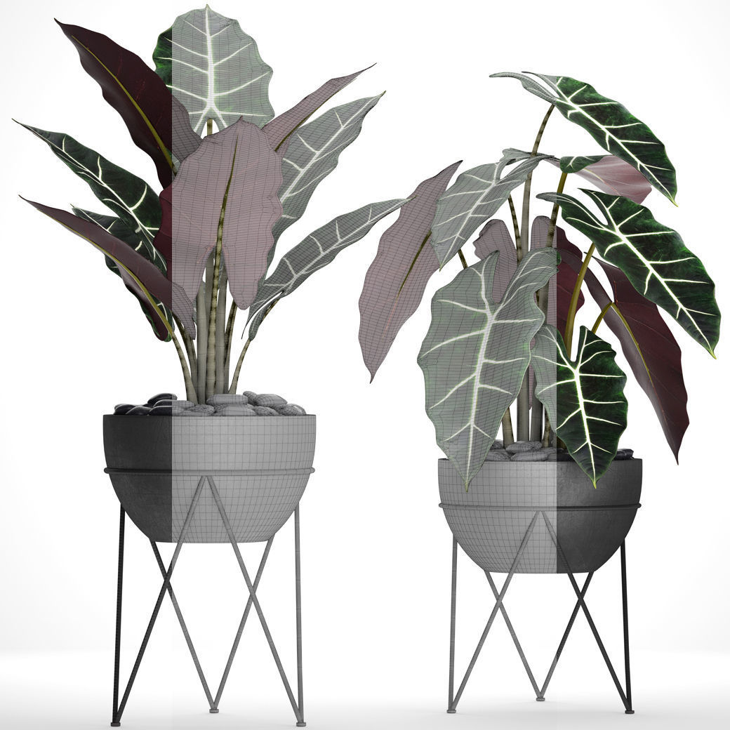 Alocasia plant in pot 3D model_3