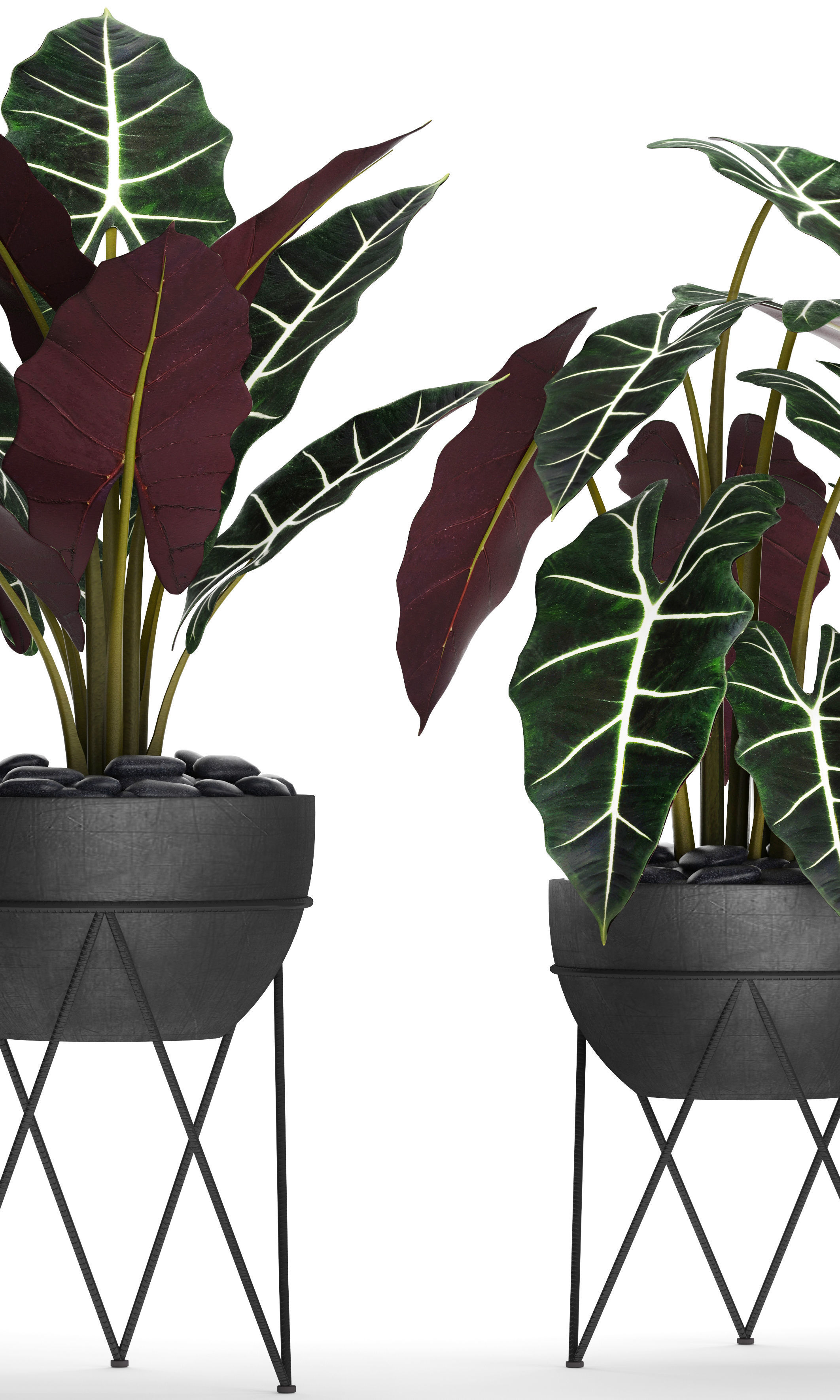 Alocasia plant in pot 3D model_8