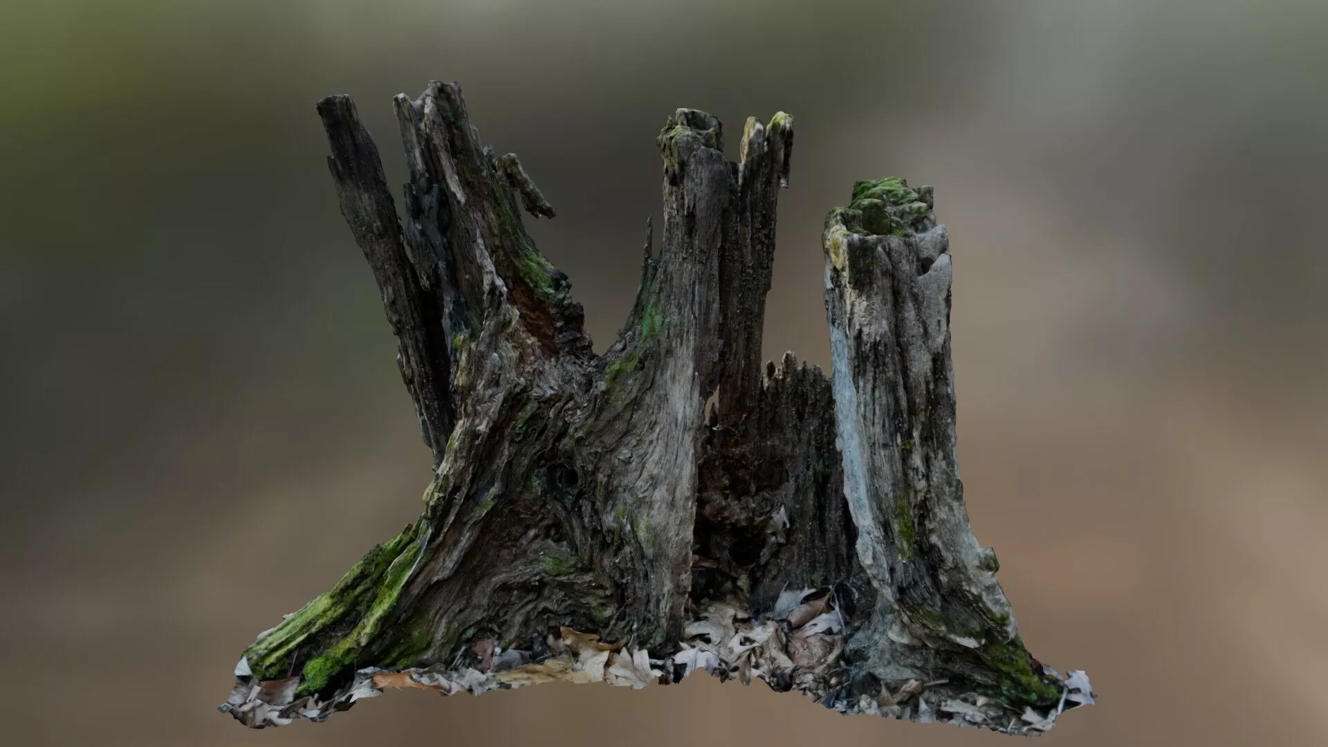 Tree Stump - 3d Photo Scanned 3D model