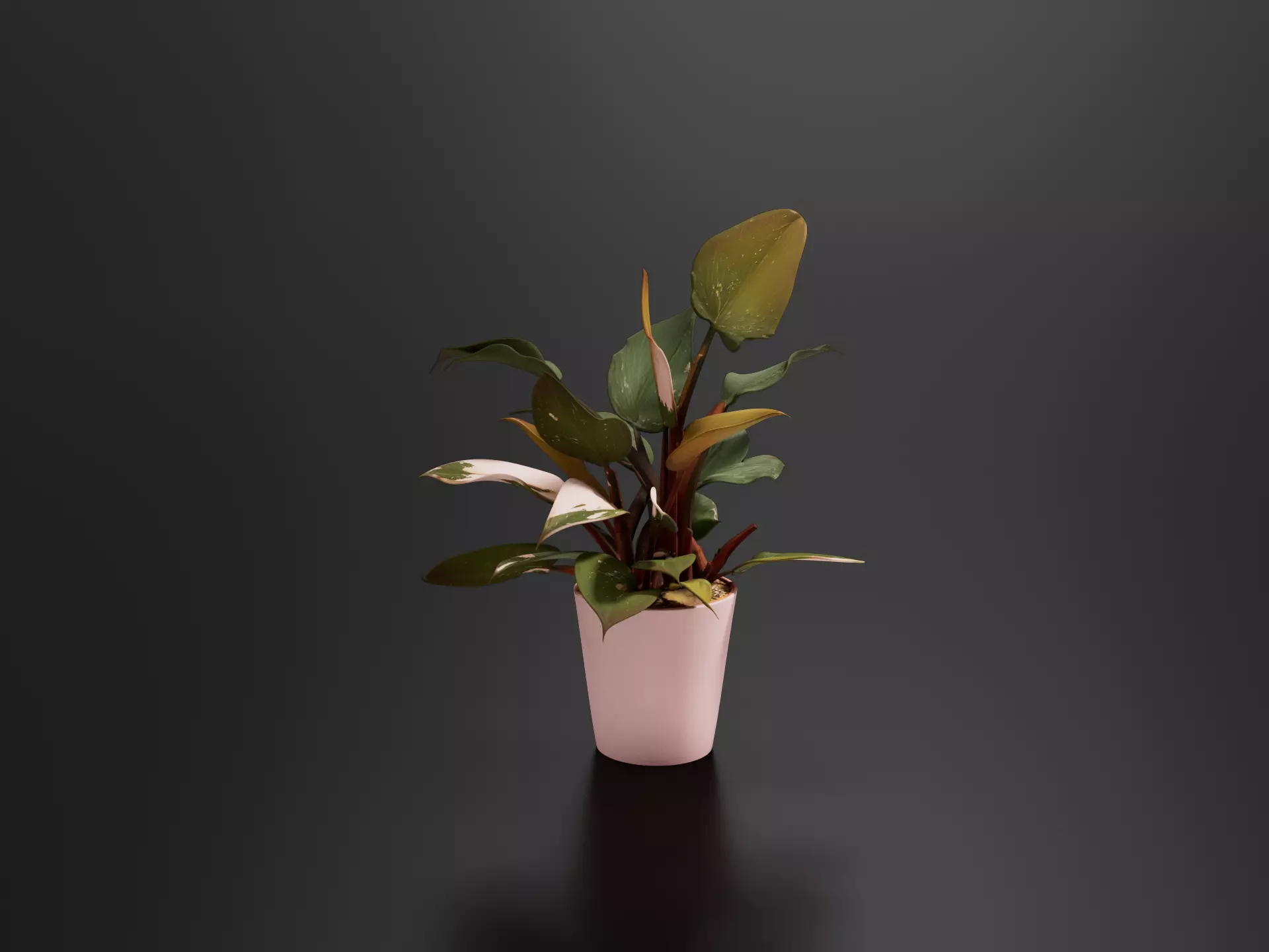 Pink Princess Philodendron 04 3D print model
