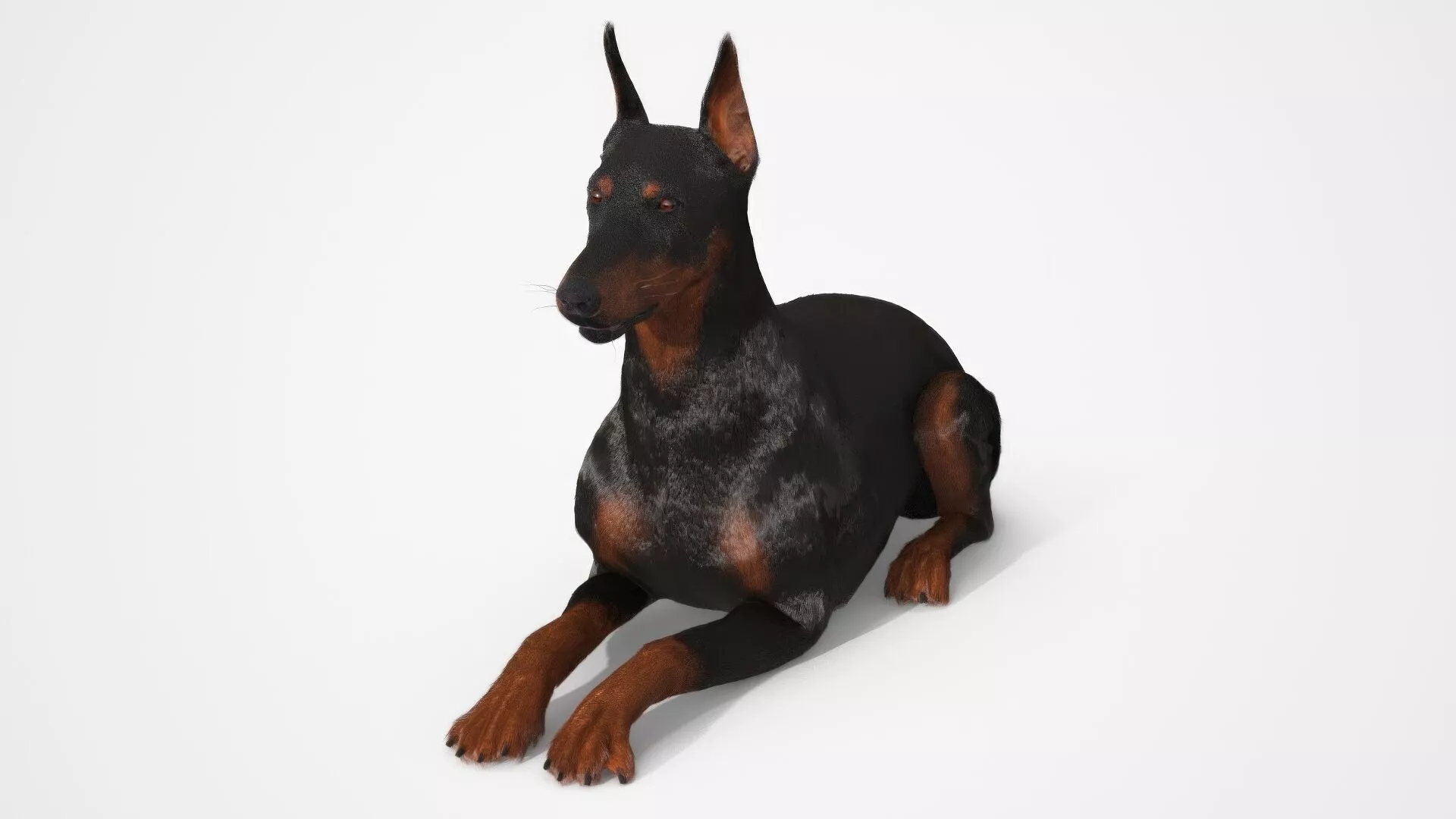 Doberman Pinscher Lying Down Fur for Maya 3D model