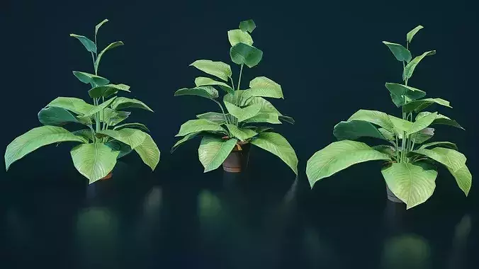Stylized House Plant 6