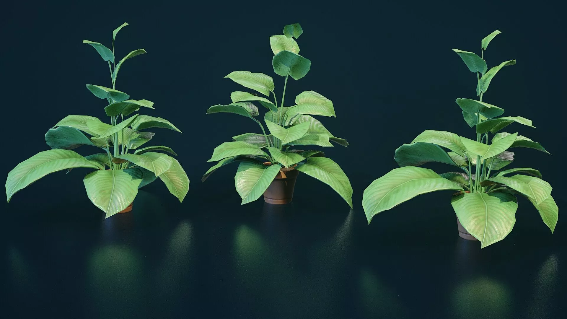 Stylized House Plant 6 Low-poly 3D model