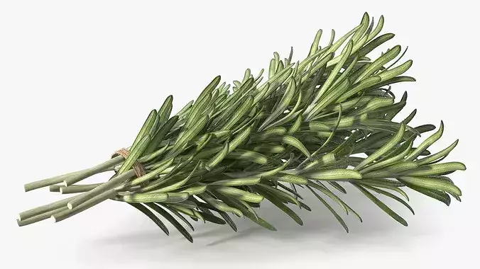 Rosemary Sheaf 3D model 6