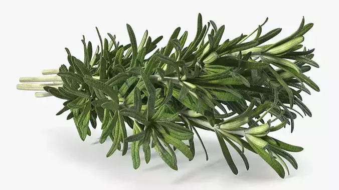 Rosemary Sheaf 3D model 7