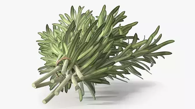 Rosemary Sheaf 3D model 5