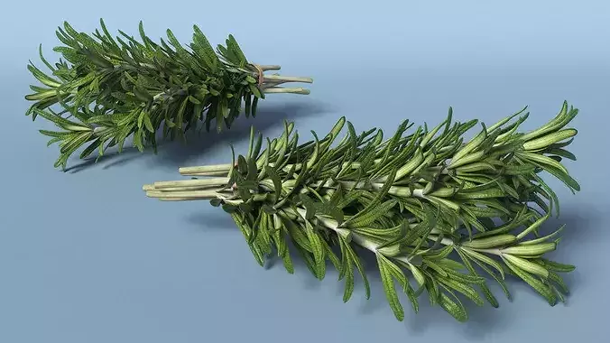 Rosemary Sheaf 3D model 4