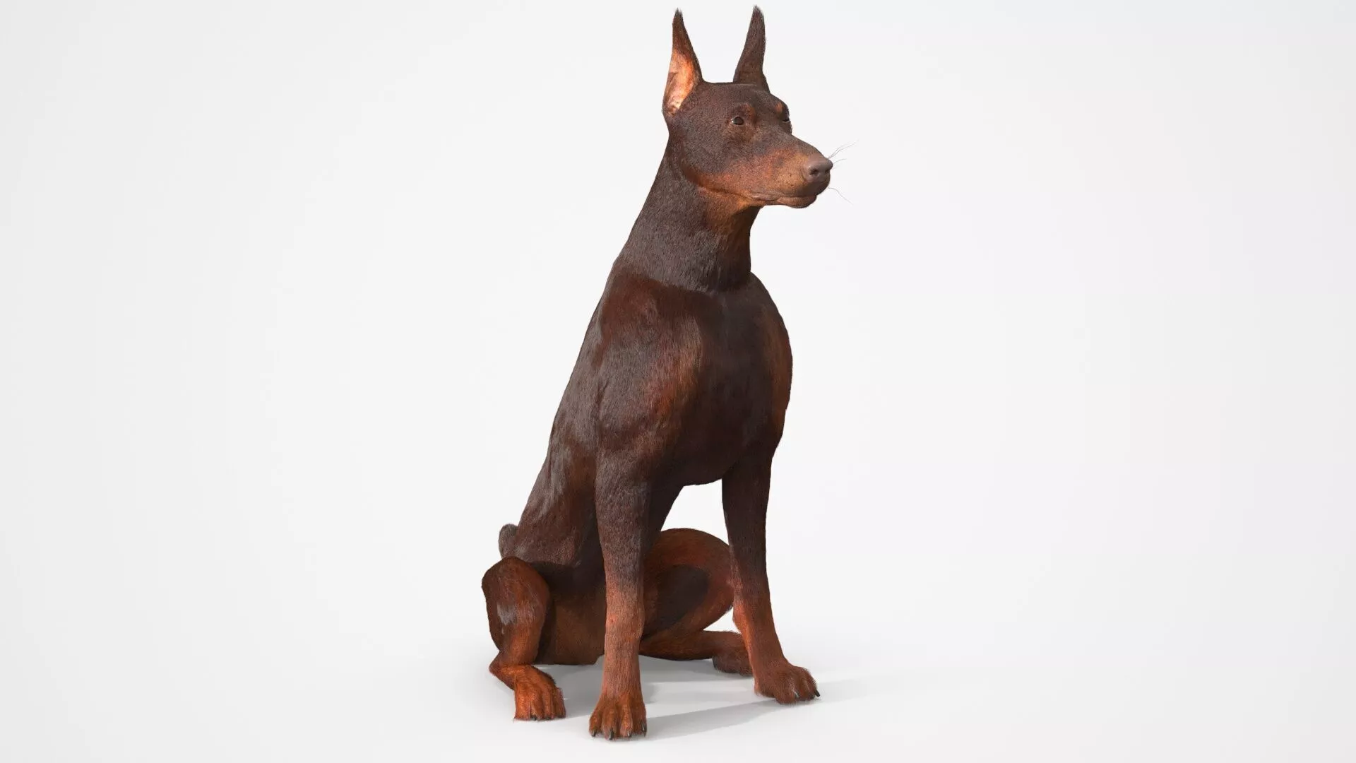 Brown Doberman Pinscher Sits Fur for Cinema 4D 3D model