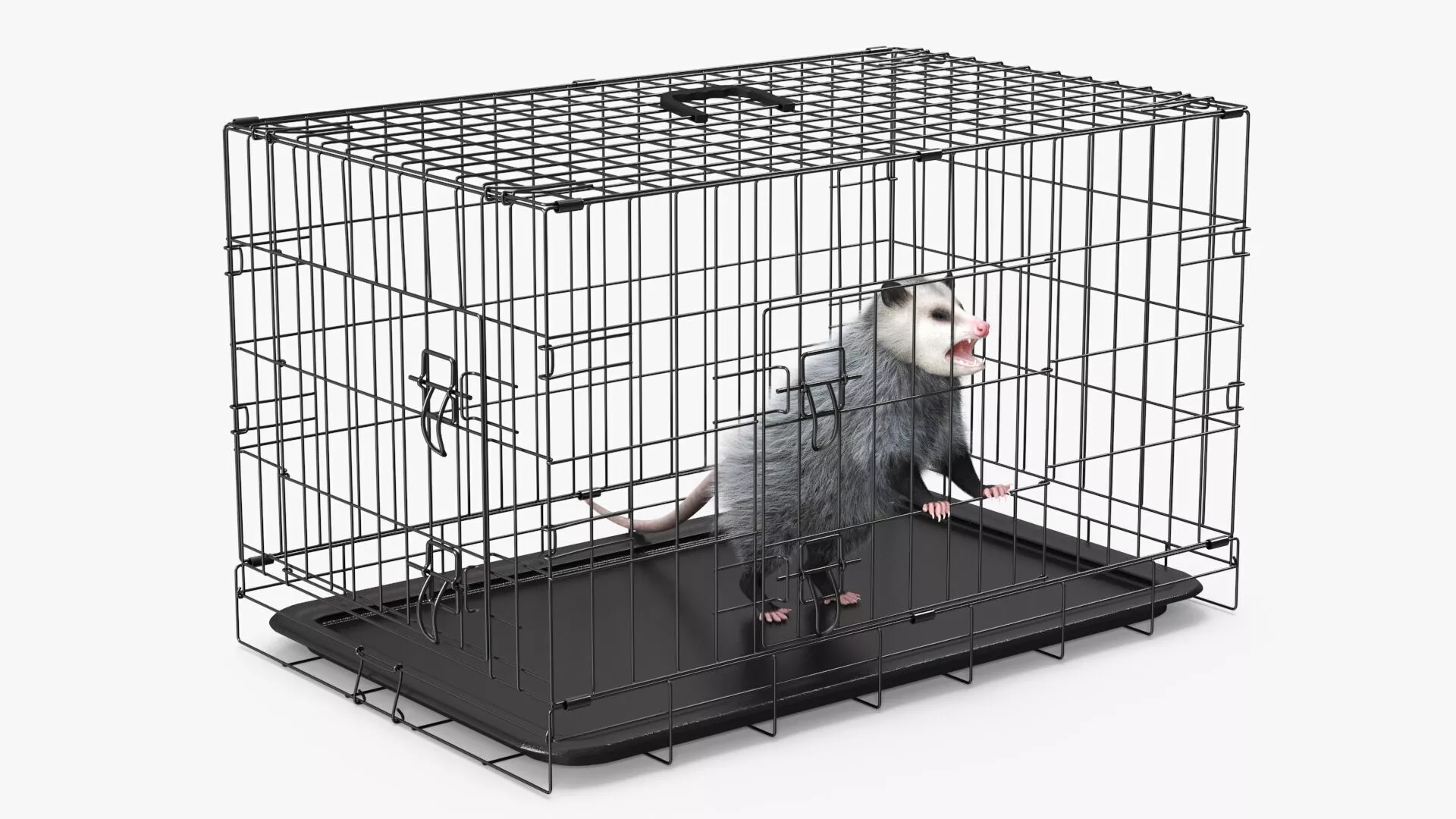 Angry Opossum in Cage Fur 3D model