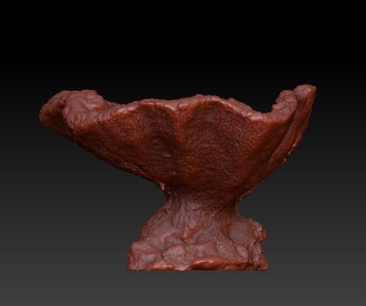 Sea Coral Scan Collection 3D model_5