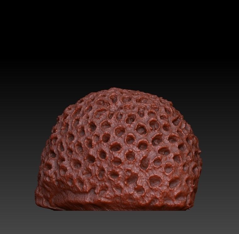 Sea Coral Scan Collection 3D model_23