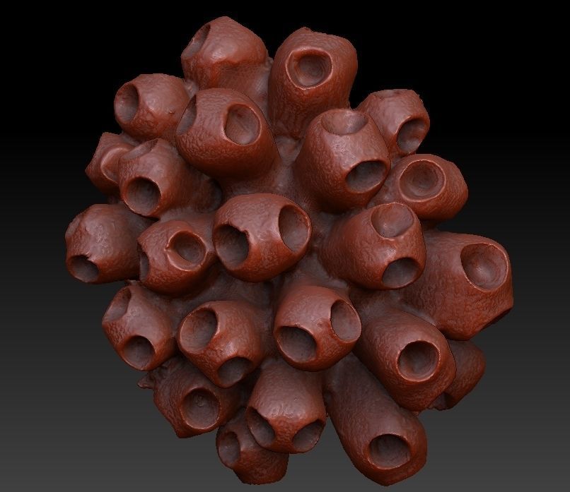 Sea Coral Scan Collection 3D model_32