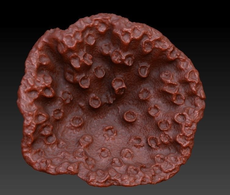 Sea Coral Scan Collection 3D model_8