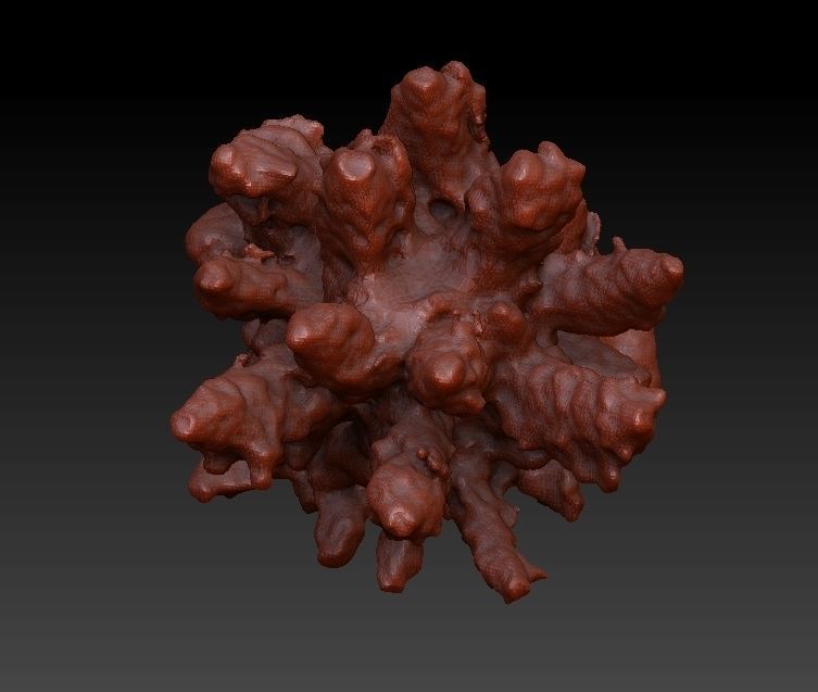 Sea Coral Scan Collection 3D model_13
