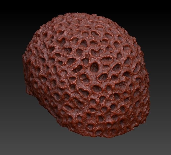 Sea Coral Scan Collection 3D model_26