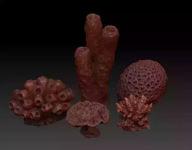 Sea Coral Scan Collection 3D model