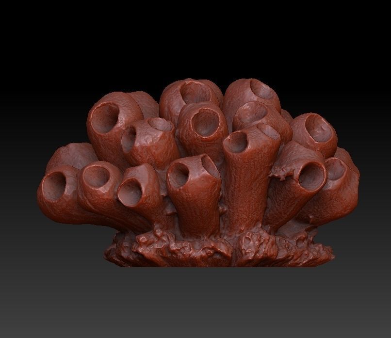 Sea Coral Scan Collection 3D model_29