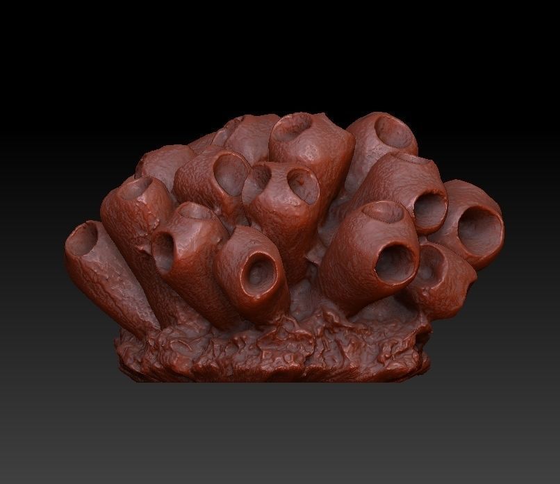Sea Coral Scan Collection 3D model_30