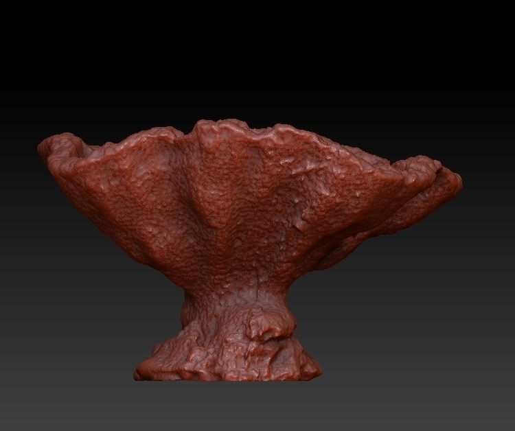 Sea Coral Scan Collection 3D model_6