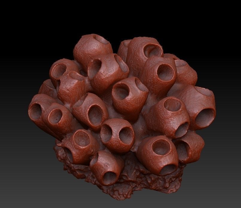 Sea Coral Scan Collection 3D model_31