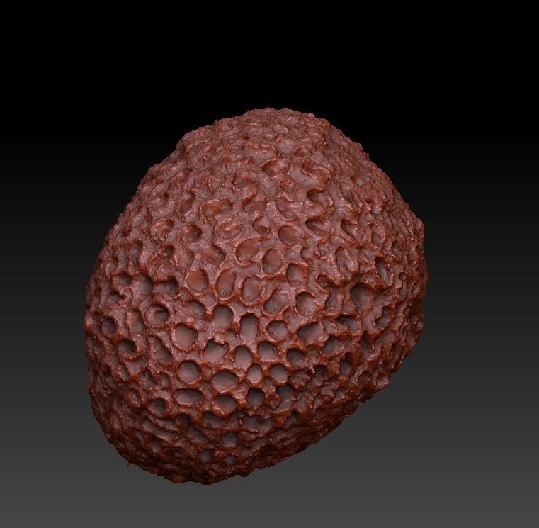 Sea Coral Scan Collection 3D model_25