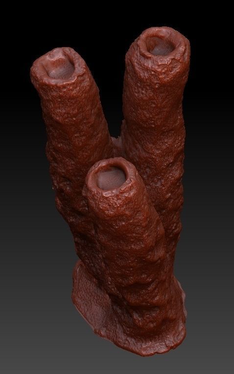 Sea Coral Scan Collection 3D model_20