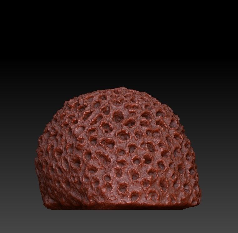 Sea Coral Scan Collection 3D model_21