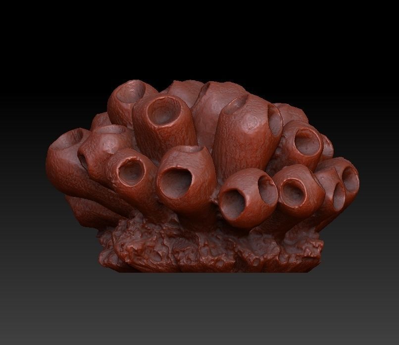 Sea Coral Scan Collection 3D model_28