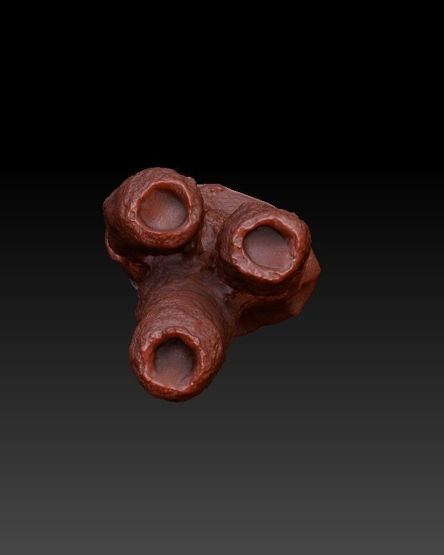 Sea Coral Scan 3 3D model_4