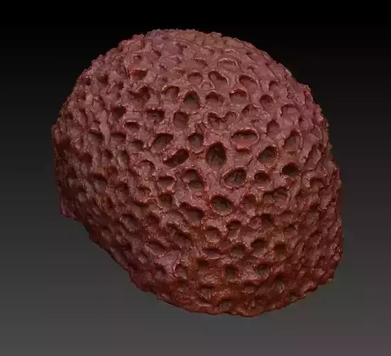 Sea Coral Scan 4 3D model