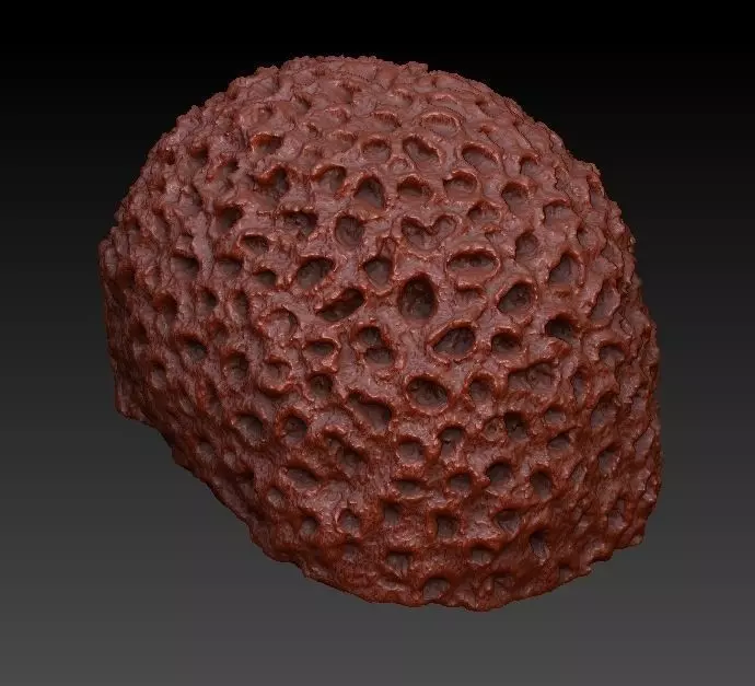 Sea Coral Scan 4 3D model_0