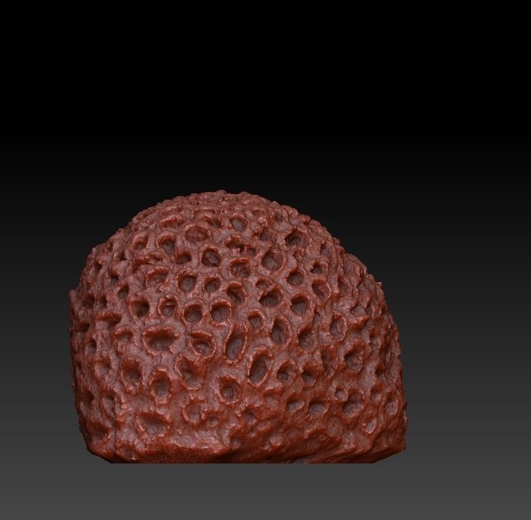Sea Coral Scan 4 3D model_3