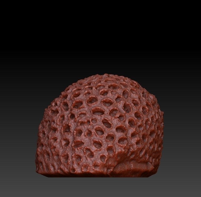 Sea Coral Scan 4 3D model_2