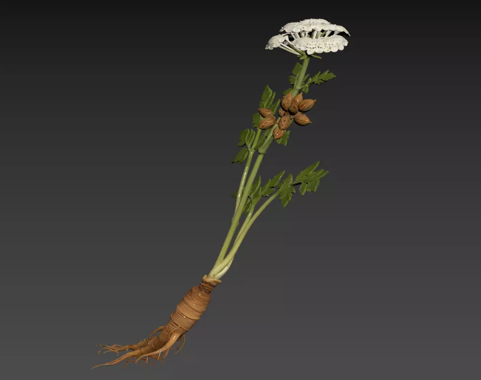 02- Chinese Herbal Scene - DANG GUI 3D model