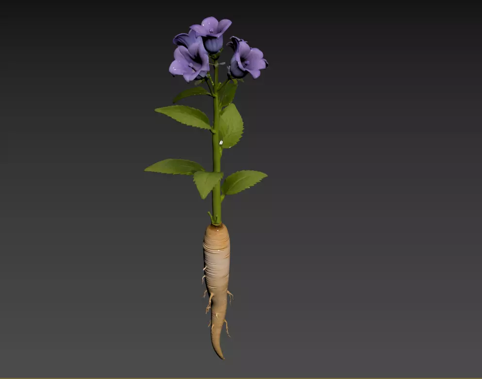 03- Chinese Herbal Scene - Platycodon grandiflorus 3D model