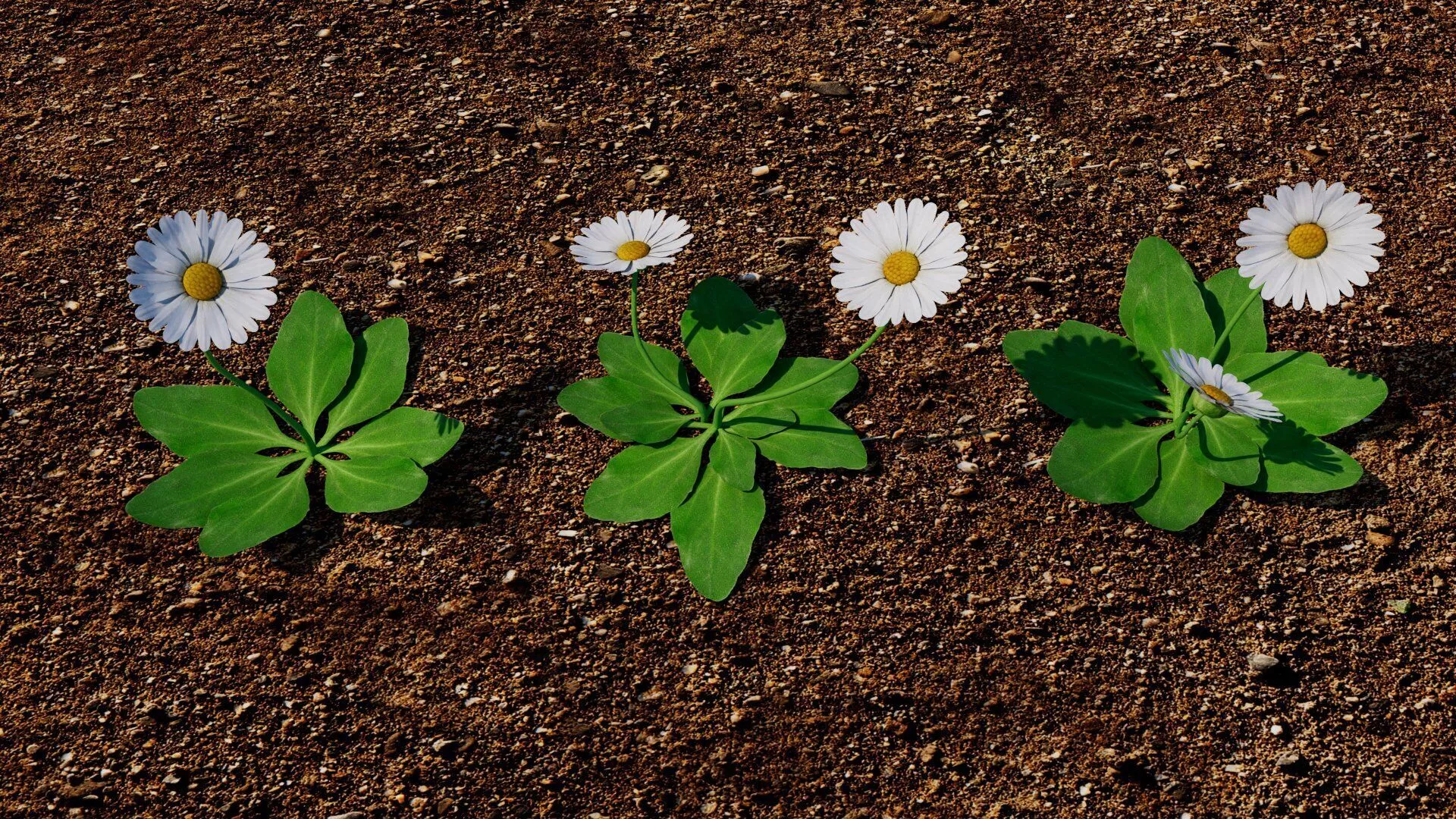 Bellis Low-poly 3D model