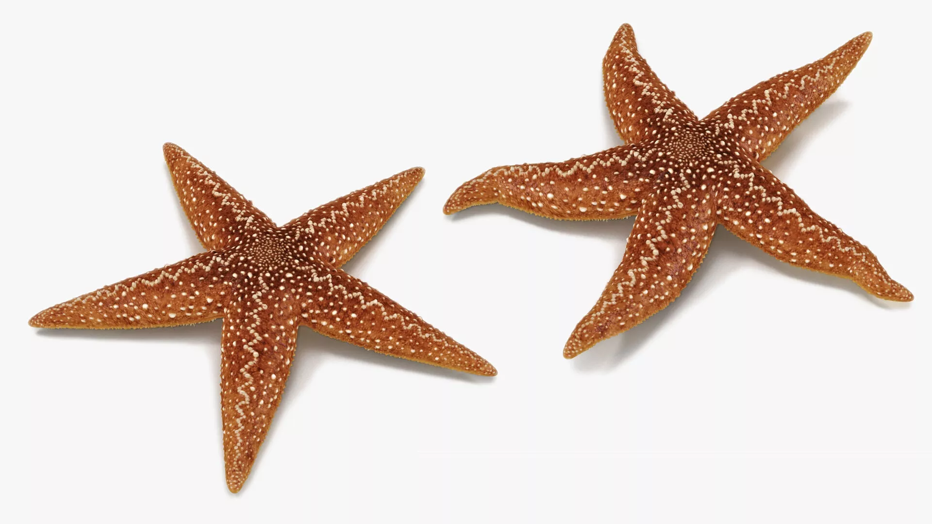 Starfish Marine Creature Rigged 3D model