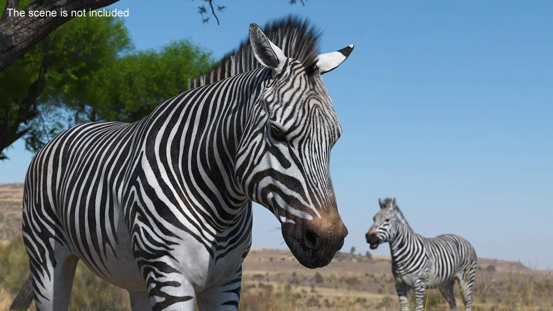 Zebra Adult Walking Fur for Maya 3D model