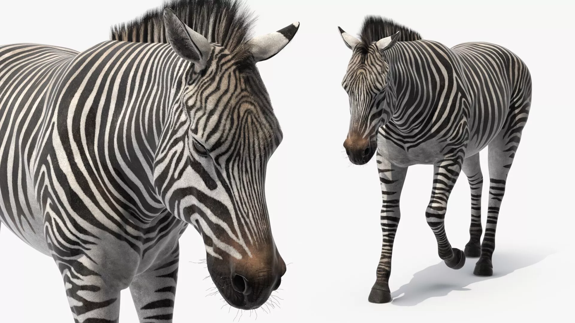 Zebra Adult Walking Fur for Cinema 4D 3D model